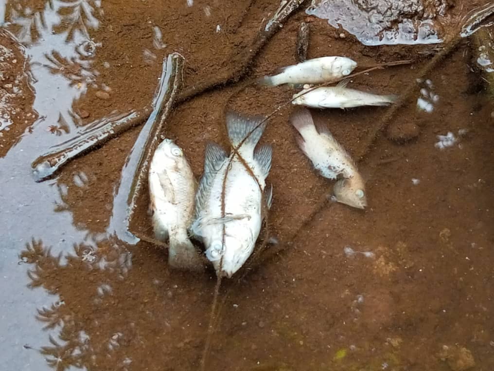 Child dies after drowning in contaminated fish pond in Yambio