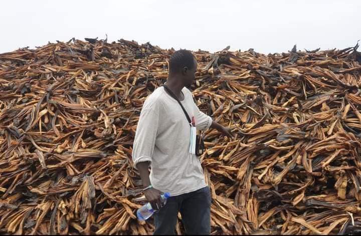South Sudanese fish traders urged to heed export regulations