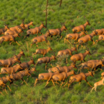 Gov’t declares Boma National Park officially open to tourists