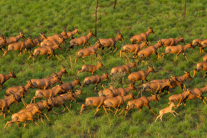 Parliament urged to protect Wildlife habitats in national land policy