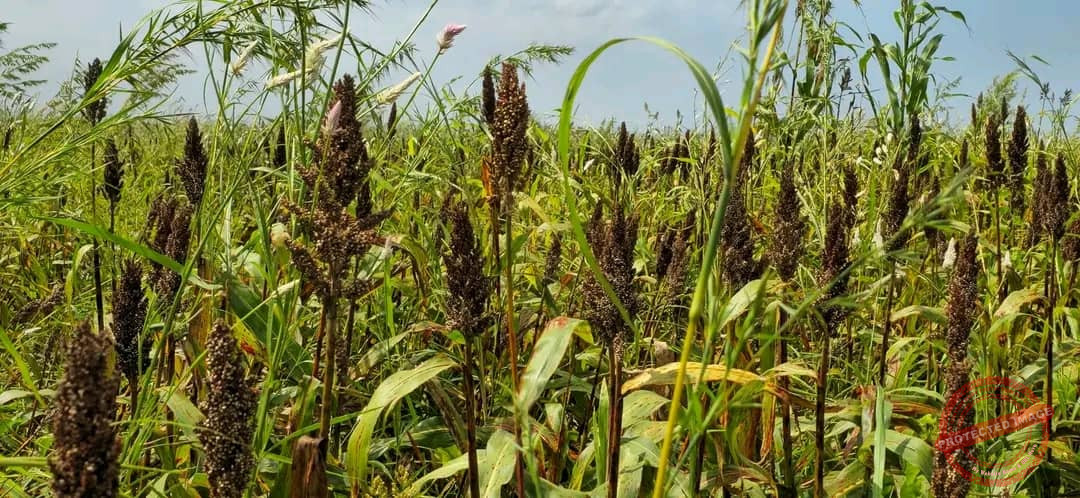 Fear grips Melut farmers as pests devastate farms
