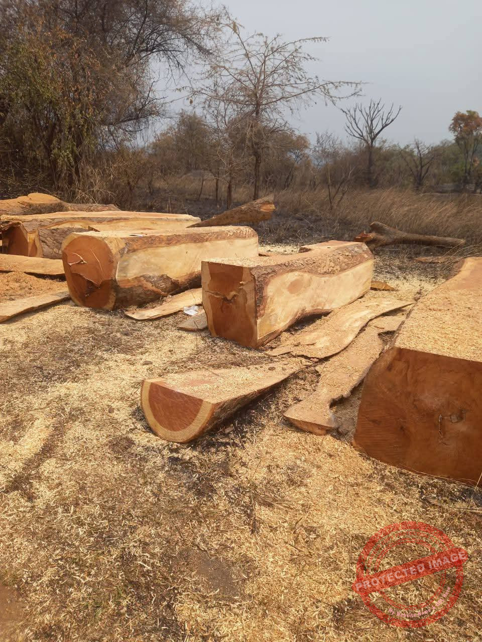 Minister Napwon bans illegal logging across South Sudan