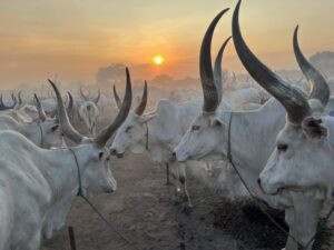 Terekeka, Mundri East authorities recover stolen cattle, plan handover after Easter