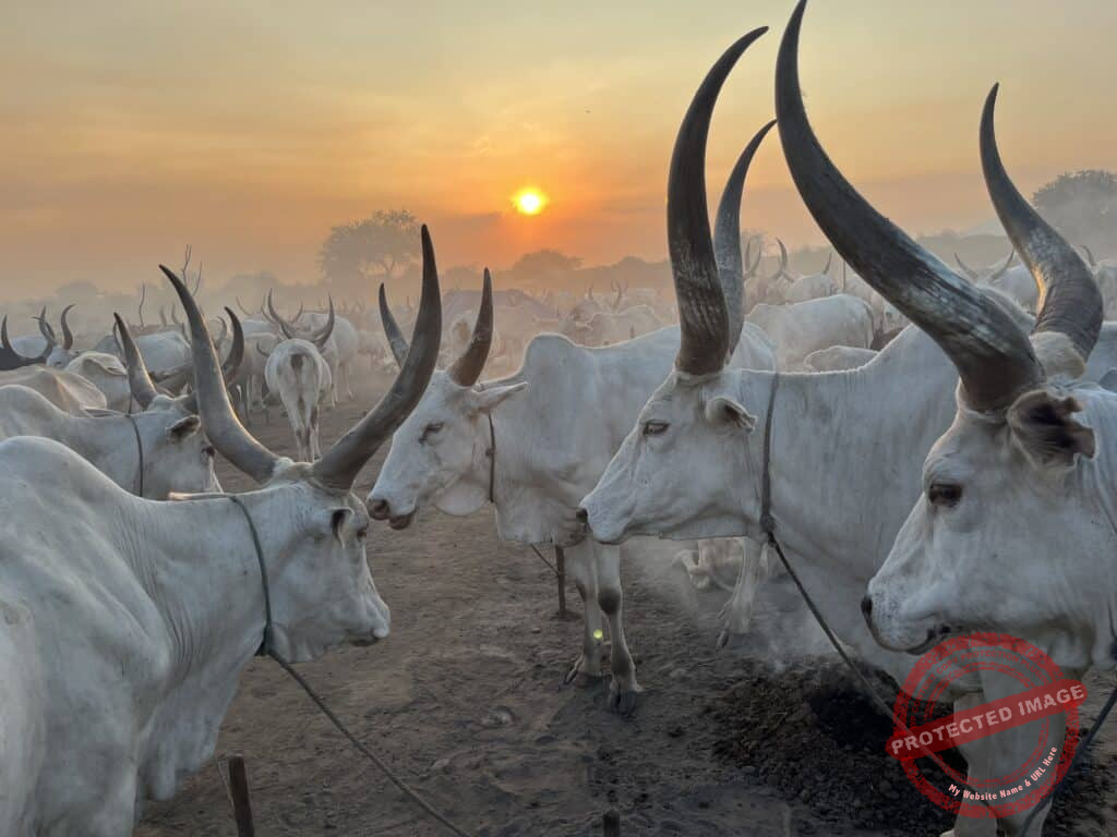 Central Equatoria to build modern cattle yard in Mogiri