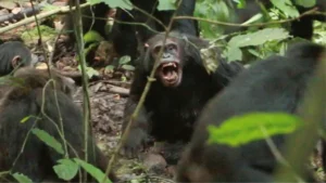 Uganda: Chimpanzee group engages in eight-year civil war, study finds