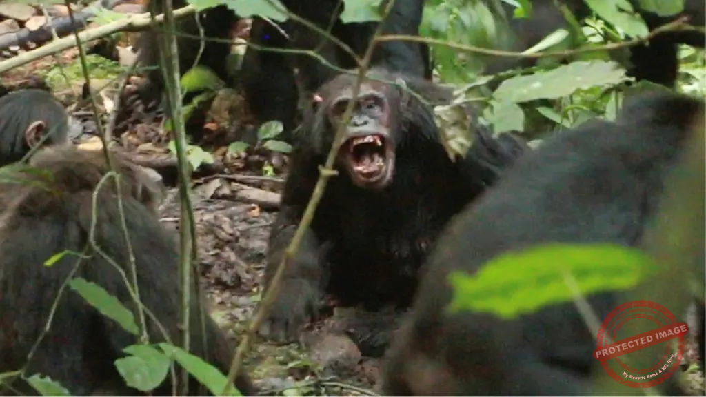Uganda: Chimpanzee group engages in eight-year civil war, study finds