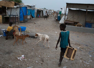 Ruweng records 17 dog bite cases since last month, rabies suspected