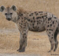 Wildlife ministry to relocate hyena seen roaming in Juba