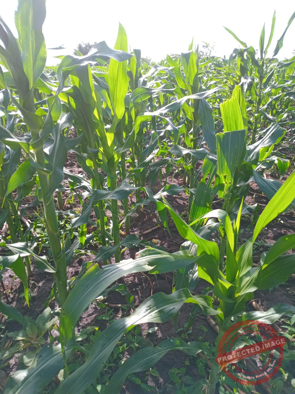 Magwi farmers warn of food insecurity as dry spell withers crops in 