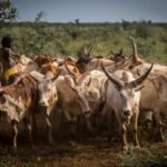 Authorities probe mystery cattle disease in Aweil East after 56 deaths