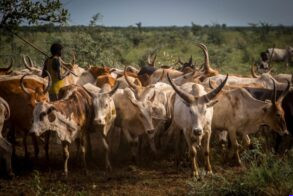 Authorities probe mystery cattle disease in Aweil East after 56 deaths