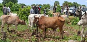 Western Equatoria orders return of 30 recovered cattle to Mundari community