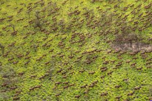 South Sudan secures first UNESCO world heritage site with Boma Bandingilo inscriptiob