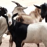 Abyei launches goat distribution programme to support households
