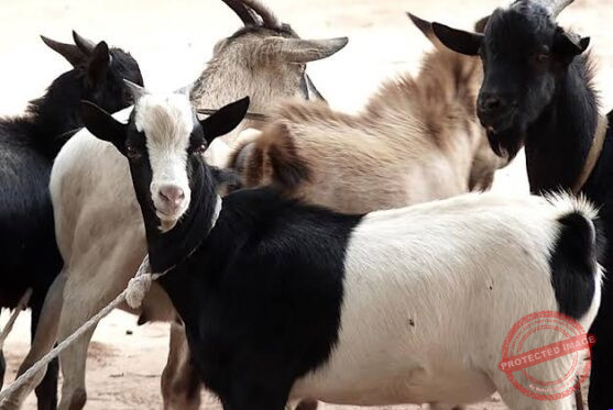 Abyei launches goat distribution programme to support households