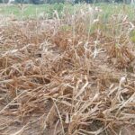 CEPO warns dry spell threatens food security in Lakes State